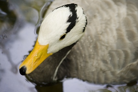 Single bar-headed goose (Anser Indicus)