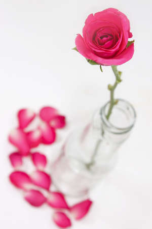 Valentine pink rose on white backgroundの写真素材