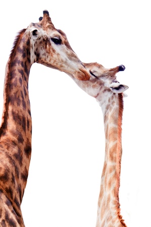Giraffe kissing each other isolated on whiteの写真素材