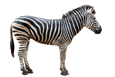 Zoo single  burchell zebra isolated on white backgroundの写真素材