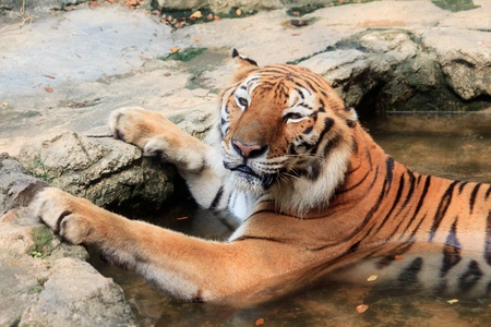 Bengal tiger take a bath look cuteの写真素材