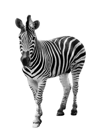 Zoo single  burchell zebra isolated on white backgroundの写真素材