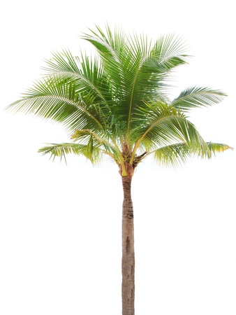 Isolated single coconut tree on white backgroundの写真素材