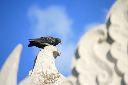 Grey pigeon on white roof top in clear bright blue skyの写真素材