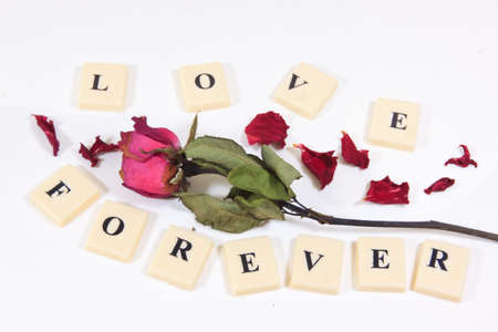 Dry red pink rose with love character textの写真素材