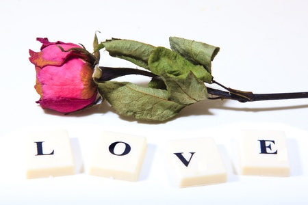 Dry red pink rose with love character textの写真素材