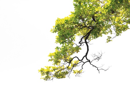 reen leave isolated on white backgroundの写真素材