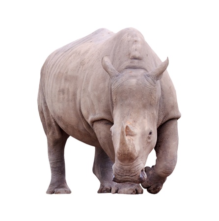 Huge rhino isolated on white background の写真素材