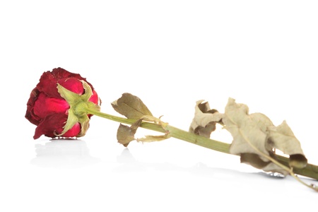 red rose isolated on white background の写真素材