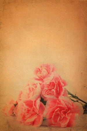 Carnation flower on vintage grunge paper backgrounの写真素材