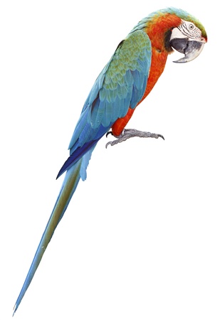 Colorful orange parrot macaw isolated on white backgroundの写真素材