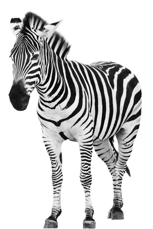 Male zebra isolated on white backgroundの写真素材