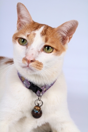 White yellow cat face の写真素材