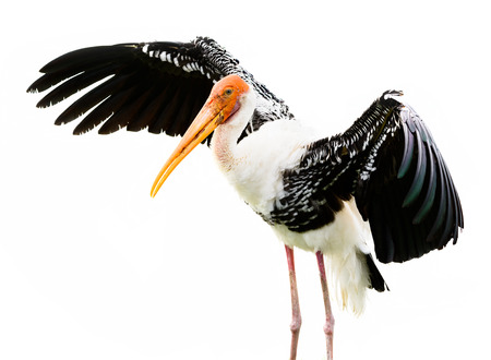 Painted stork bird isolated on white の写真素材