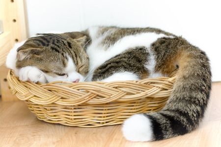 Scottish fold cat sleep in basketの写真素材