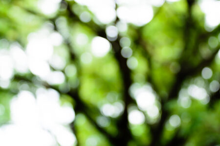Blur green tree backgroundの写真素材