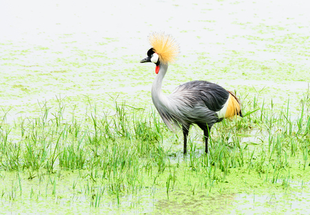 Grey crown crane in a swampの写真素材