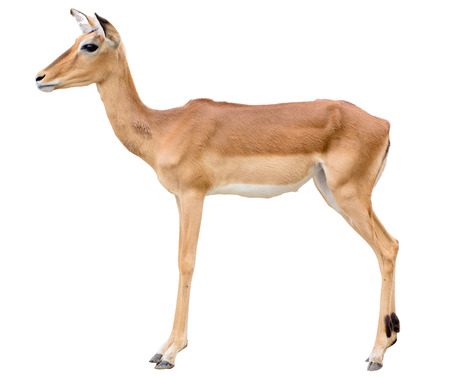 Young deer isolated on white の写真素材