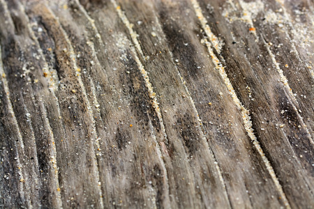 Old wooden on beach background