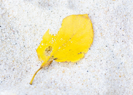 leaf on sandy beach backgroundの写真素材