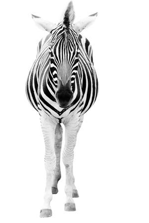 Male zebra isolated on white backgroundの写真素材