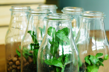 Plant in glass bottleの写真素材