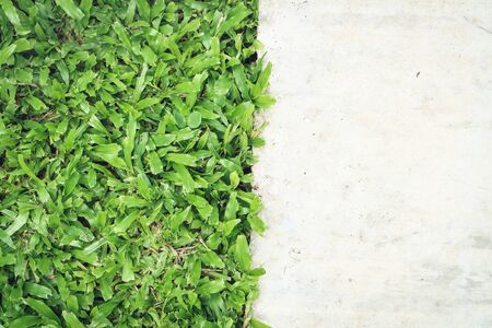green grass grunge cement background texture with copy spaceの写真素材