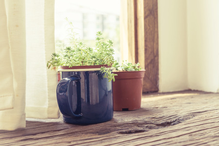 plant flower pot on wooden table beside windowの写真素材