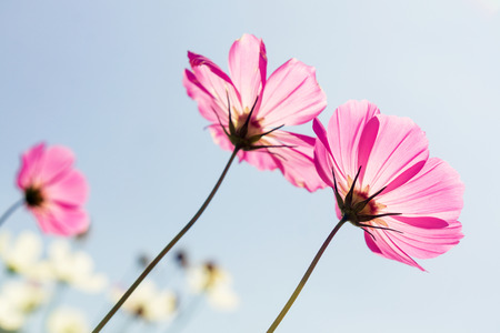 Pink cosmos flower field in autumnの写真素材