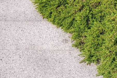 Stone walk path with plantsの写真素材