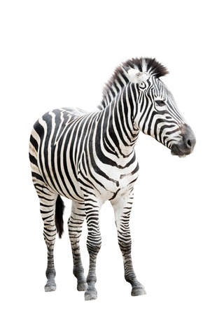 Male zebra isolated on white backgroundの写真素材