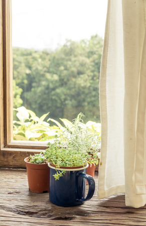 plant flower pot on wooden table beside windowの写真素材