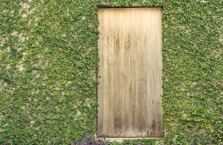 Old wooden door on green Coat button wall background textureの写真素材