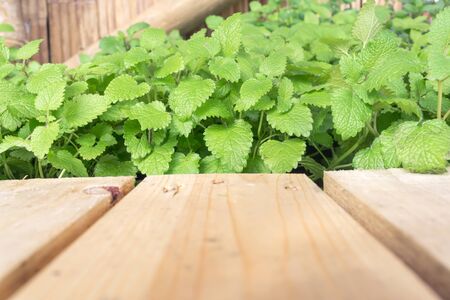 Mint plant tray beside pallet pine wood floor backgroundの写真素材