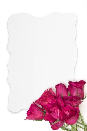 Pink rose flower on teared white paper backgroundの写真素材