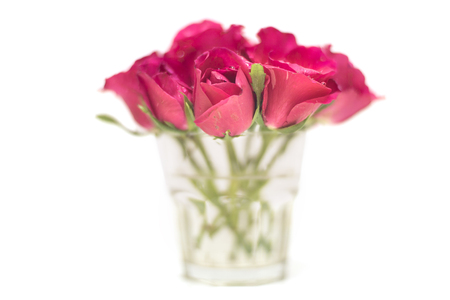 Pink rose flower in glass isolated on white backgroundの写真素材