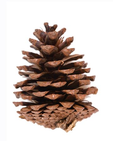pinecone isolated on white backgroundの写真素材