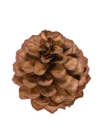 pinecone isolated on white backgroundの写真素材