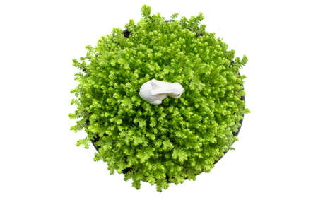 Top view plant bucket table decoration isolated on white backgroundの写真素材