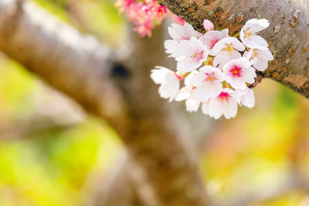 Close up sakura blooming in spring at Kyoto Japan の写真素材