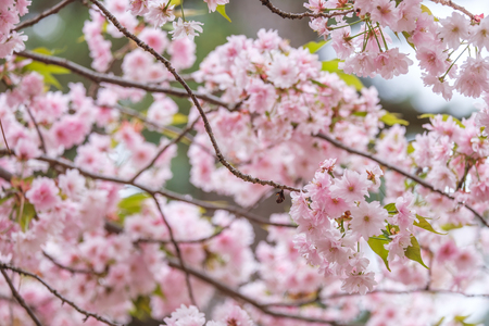 Sakura blooming in spring at Kyoto Japan backgroundの写真素材