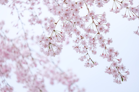 Sakura blooming in spring at Kyoto Japan background