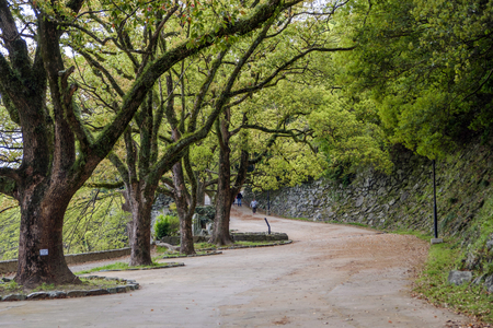 Peaceful tree tunnel walk path in japanの写真素材