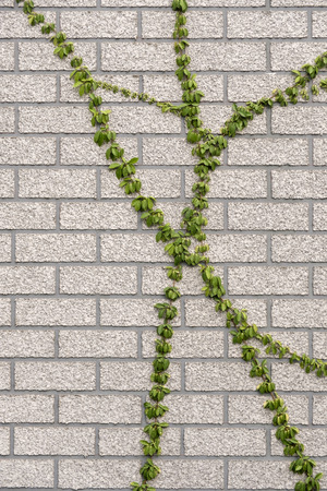 Coatbuttons on gray stone brick wall background textureの写真素材