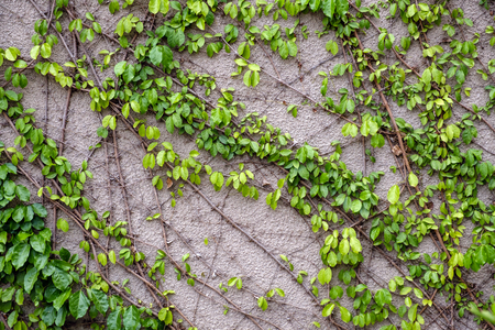 Coatbuttons on gray grunge cement wall background textureの写真素材