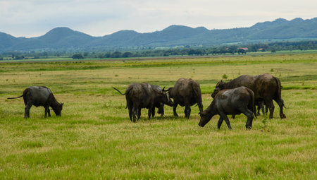 Buffalo graze in pasturesの写真素材