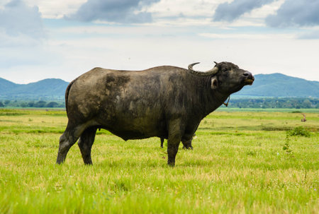 Buffalo graze in pasturesの写真素材