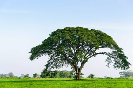 Lonely tree at the empty green field with copy spaceの写真素材