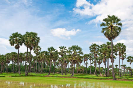 Tree and the field rice on the blue sky in the thailand.の写真素材