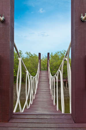 Wood bridge in mangrove forestの写真素材